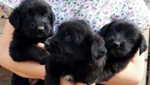 Pokud se rozhodnete distribuovat štěňata: 3 místa, kde budou vaše reklamy vidět